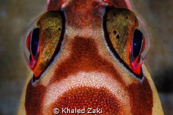 Fisheye Closeup by Khaled Zaki 